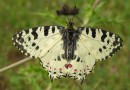 Eastern Festoon (Zerynthia cerysi) ©  S. Beshkov